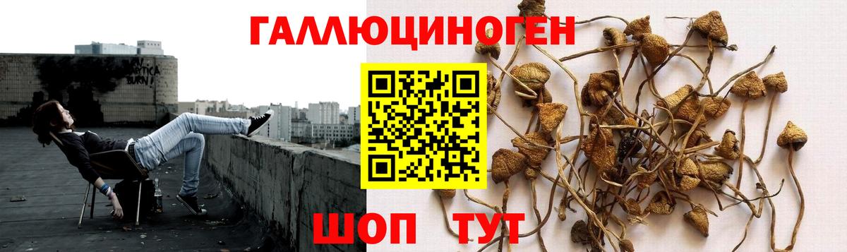 Псилоцибиновые грибы Psilocybe  Вход с VPN  Гусиноозёрск 